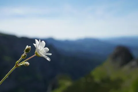 A white blooming flower Stock Photos