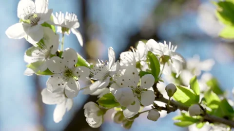 White blooming flowers swaying on wind, close up. Flying bee pollinates flowers Stock Footage 150484636