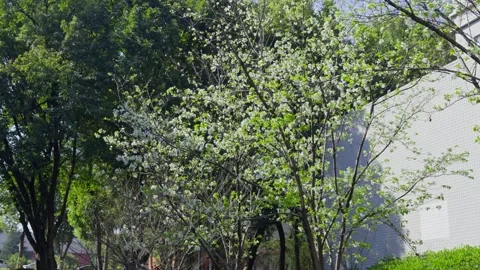 White blooming flowers on a tree in spring. Video stock 330518042