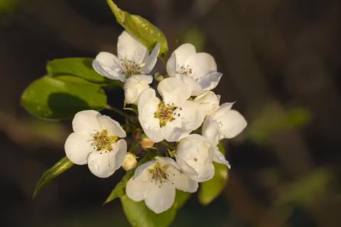 White blooming fragrant apple tree flowers in evening light Stock Photos