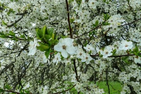 White blooming fruit tree branch in spring garden. Beautiful cherry plum bl.. 스톡 사진