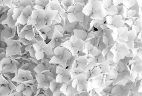 White blooming hydrangea background Stock Photos
