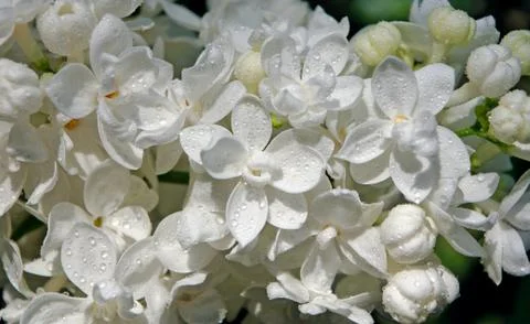 White blooming lilac close up. spring flowers. Stock Photos