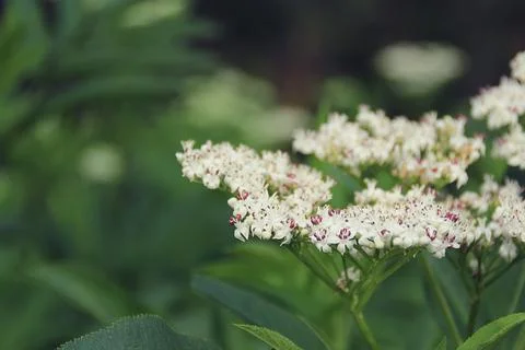 White blooming Stock Photos