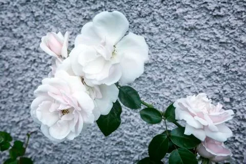 White blooming roses on a background texture. Stock Photos