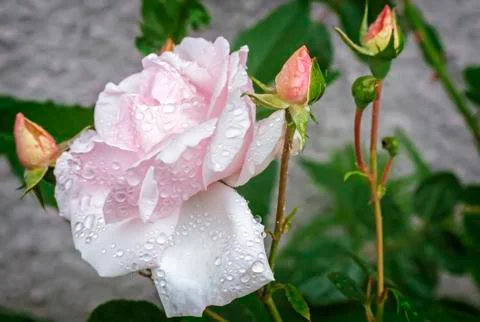 White blooming roses on a background texture. Stock Photos
