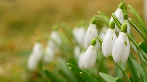 White blooming Snowdrop Stock Footage 73477903
