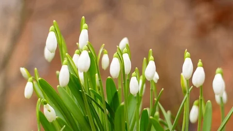 White blooming Snowdrop. Stock Footage 73477906