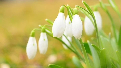 White blooming Snowdrop. Stock Footage 73477983