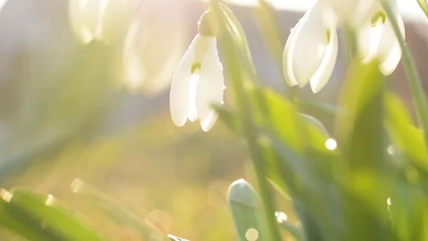 White blooming Snowdrop. Stock Footage 73619986