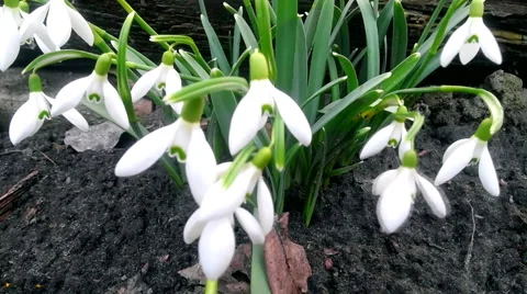 White blooming snowdrops Stock Footage 61105942