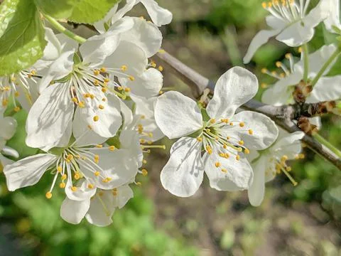 White blooming spring apple tree, selective focus Stock Photos