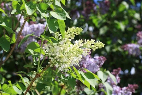White blooming spring lilac Stock Photos