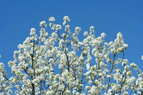 White blooming tree Stock Photos