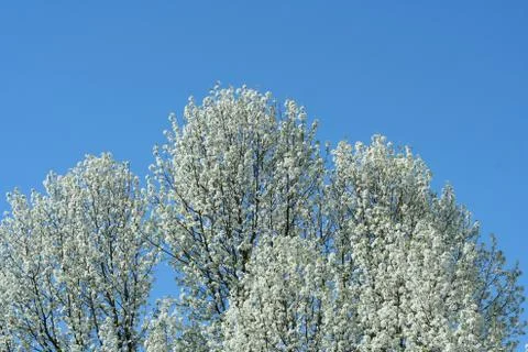 White blooming tree Foto stock