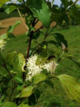 A white blooming tree Stock Photos