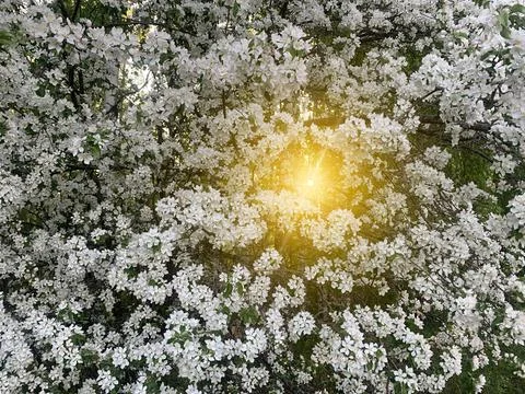 White blooming tree Stock Photos