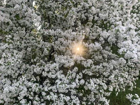 White blooming tree Stock Photos