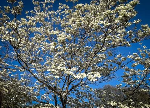 White Blooming Tree 库存照片