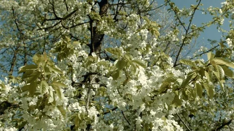 White Blooming Trees Video stock 90082677