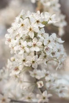White Blooms of a Pear Tree Stock Photos