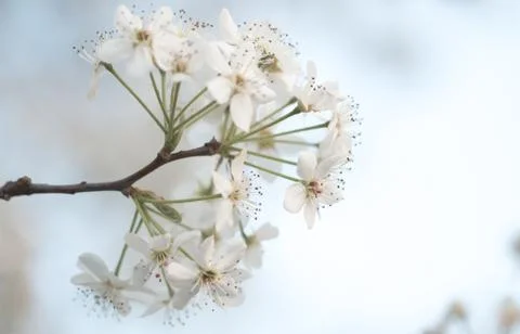 White Blooms of a Pear Tree Stock Photos