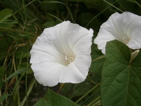 White blooms Fotos Stock