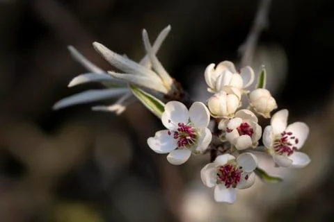 White blossems start of the spring Stock Photos