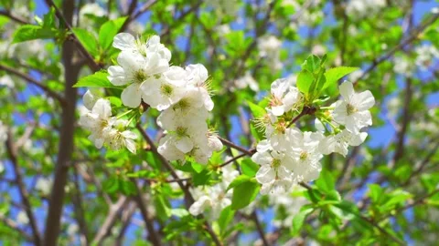 White blossom apple tree branches Stock Footage 255225277