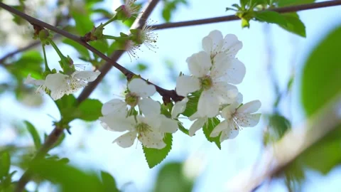 White blossom apple tree branches Stock Footage 255225326