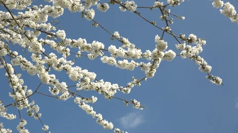 White blossom branch swaying in the breeze Stock Footage
