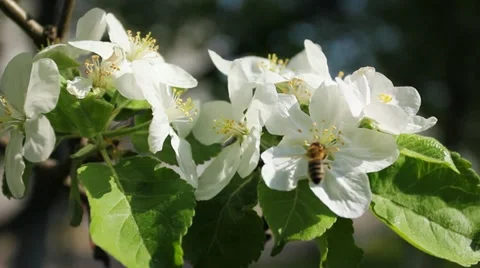 White Blossom Bumblebee Stock Footage 11298694