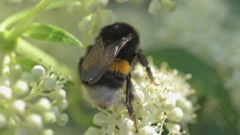 	white blossom of bush hydrangea in garden with working bumblebee at sunny day. Stock Footage 247016909