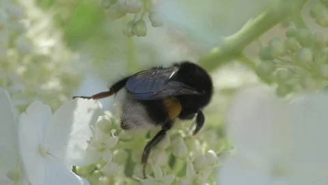 White blossom of bush hydrangea  in garden with working bumblebee at sunny day.  Stock Footage 247018909