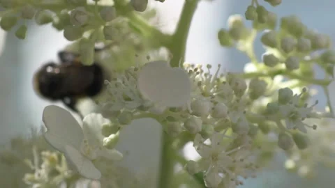 White blossom of bush hydrangea in garden with working bumblebee at sunny day. Stock Footage 258447939