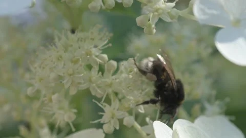White blossom of bush hydrangea in garden with working bumblebee at sunny day. Stock Footage 258448735