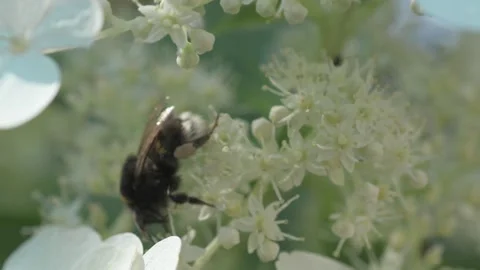 White blossom of bush hydrangea in garden with working bumblebee at sunny day. Stock Footage 258448799