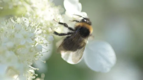 White blossom of bush hydrangea in garden with working bumblebee at sunny day. Stock Footage 258450161