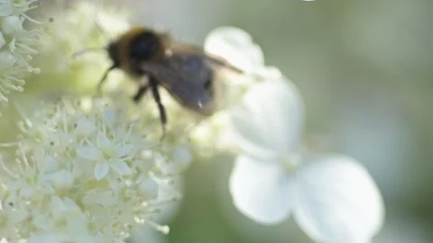 White blossom of bush hydrangea in garden with working bumblebee at sunny day. Stock Footage 258451273