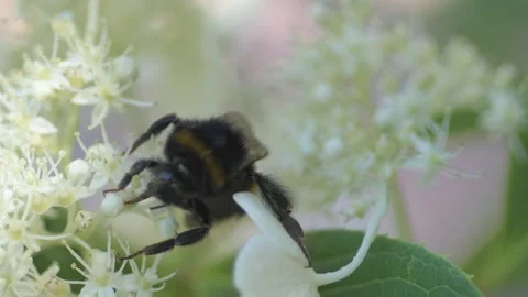 White blossom of bush hydrangea in garden with working bumblebee at sunny day. Stock Footage 258451650