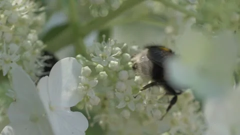 White blossom of bush hydrangea in garden with working bumblebee at sunny day. Stock Footage 258456509