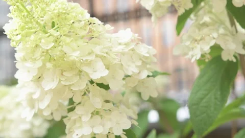 White blossom of bush hydrangea paniculata  in garden. close up footage Stock Footage 246594999