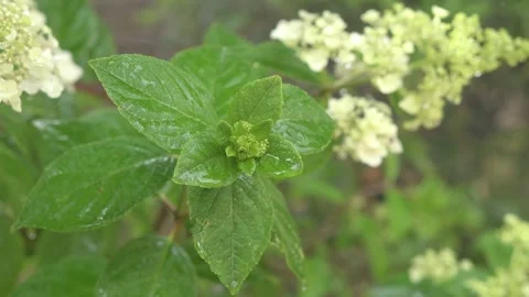 White blossom of bush hydrangea with water drops in garden. close up footage Stock Footage 246597585