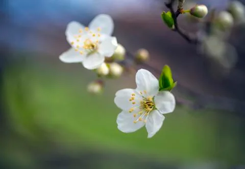 White blossom. Close up of the spring fruit on branches flowers Stock Photos