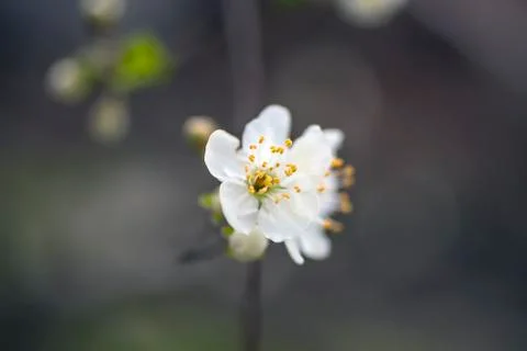 White blossom. Close up of the spring fruit on branches flowers Stock Photos