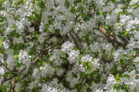 White blossom clusters form pollinator haven, inviting bees and insects, abun Foto stock