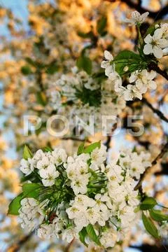 White blossom flowers Stock Photos