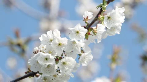 White blossom Video stock 2795813