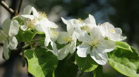 White Blossom Stock Footage 11298692