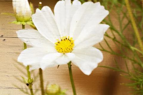White blossom  macro with texture Stock Photos